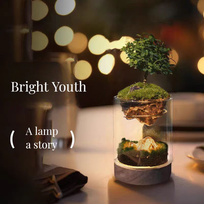 Bonsai e centri commerciali Fibra di vetro Terrari da tavolo con fibre vegetali di brushwood